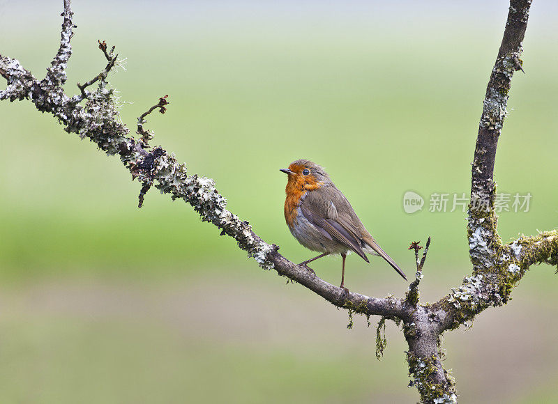 长在有青苔的嫩枝上的欧洲知更鸟(Erithacus rubecula)